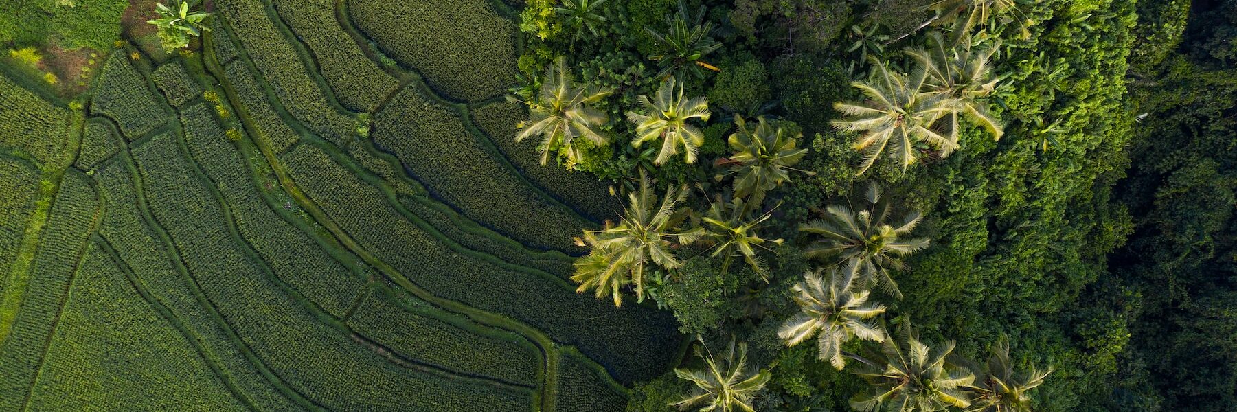 Living in Indonesia